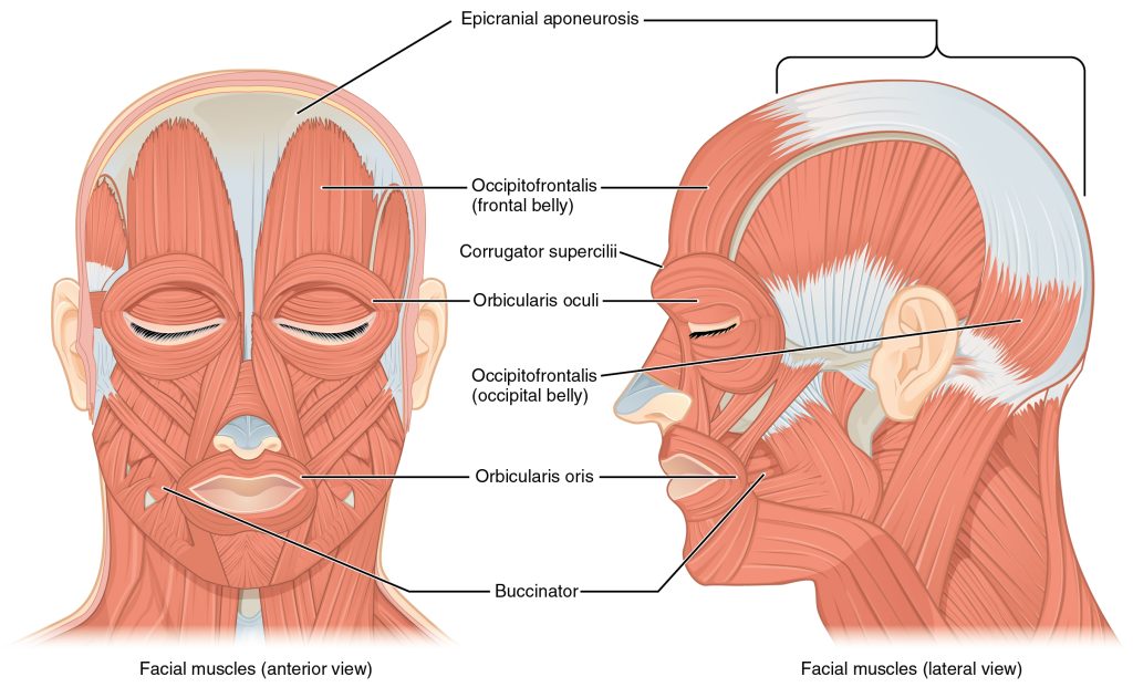 The diagram highlights the major muscles involved in facial expressions, such as the orbicularis oculi (around the eyes), zygomaticus major (smiling muscle), and orbicularis oris (around the mouth). Arrows indicate the direction of muscle contraction. Both frontal and lateral views are provided, showing how the muscles are positioned on the face.