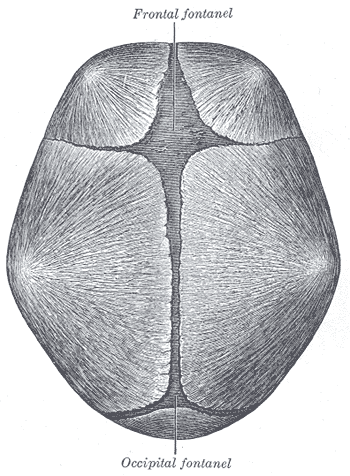 This image also highlights the frontal fontanelle, showing its connection to other parts of the skull.