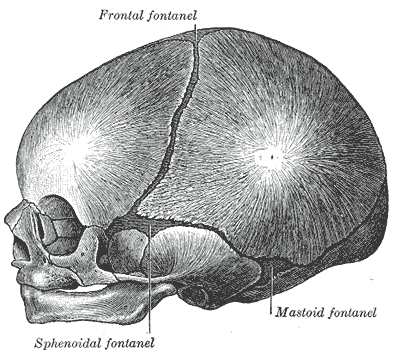 The image shows the frontal fontanelle, on a fetal skull.