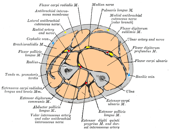 This image highlights the muscles, bones, and nerves located in the middle of the forearm. The diagram shows both superficial and deep structures, including the flexor and extensor muscles, as well as the major arteries and nerves running through the forearm.