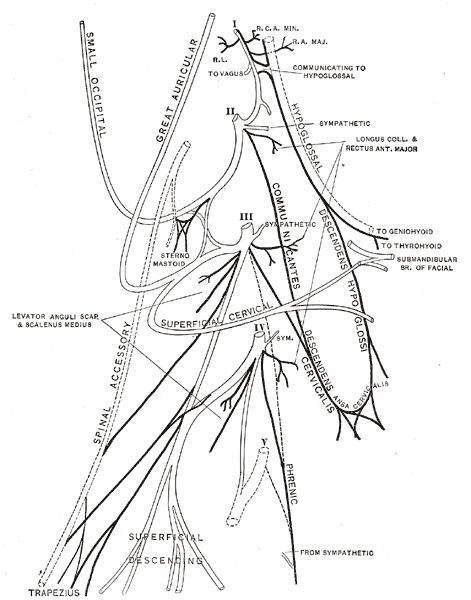 This image labels the cervical plexus, which is composed of nerves from the upper cervical spinal cord. The diagram shows how these nerves supply muscles and skin in the neck, shoulders, and parts of the head.