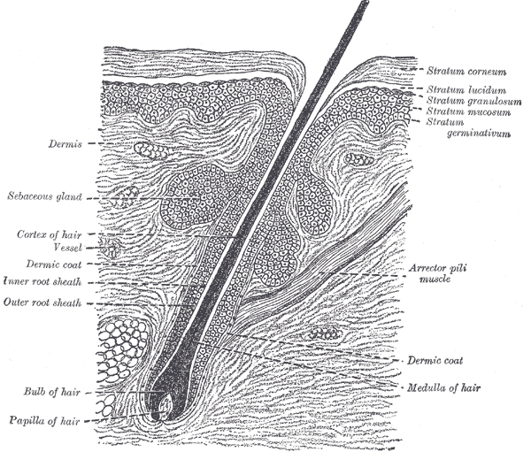 This image shows labeled anatomical structure of skin, think skin. from Gray’s Anatomy textbook. The labels identify key features and structures of the epidermis and dermis.