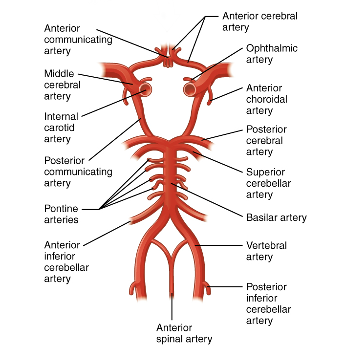 This diagram labels the carotid arteries, hand other major vessels that supply blood to the brain.