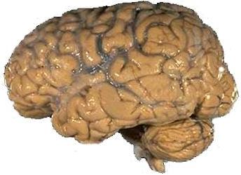 The image shows the outer surface of the human brain, including the cerebrum, cerebellum, and brainstem. The convoluted surface of the cerebral cortex, responsible for higher-order brain functions, is visible. The cerebellum, which controls balance and coordination, is located beneath the cerebrum.