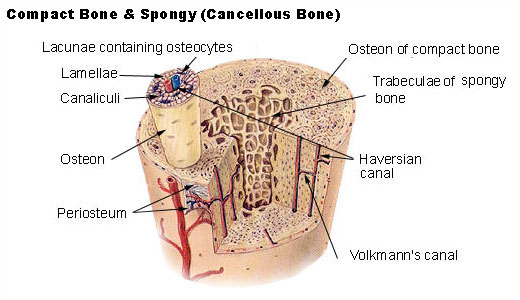 The image compares the dense structure of compact bone, which forms the outer layer of bones, with the trabecular (honeycomb-like) structure of spongy bone, which fills the interior of many bones. Spongy bone contains red bone marrow, where blood cells are produced, while compact bone provides strength and protection.