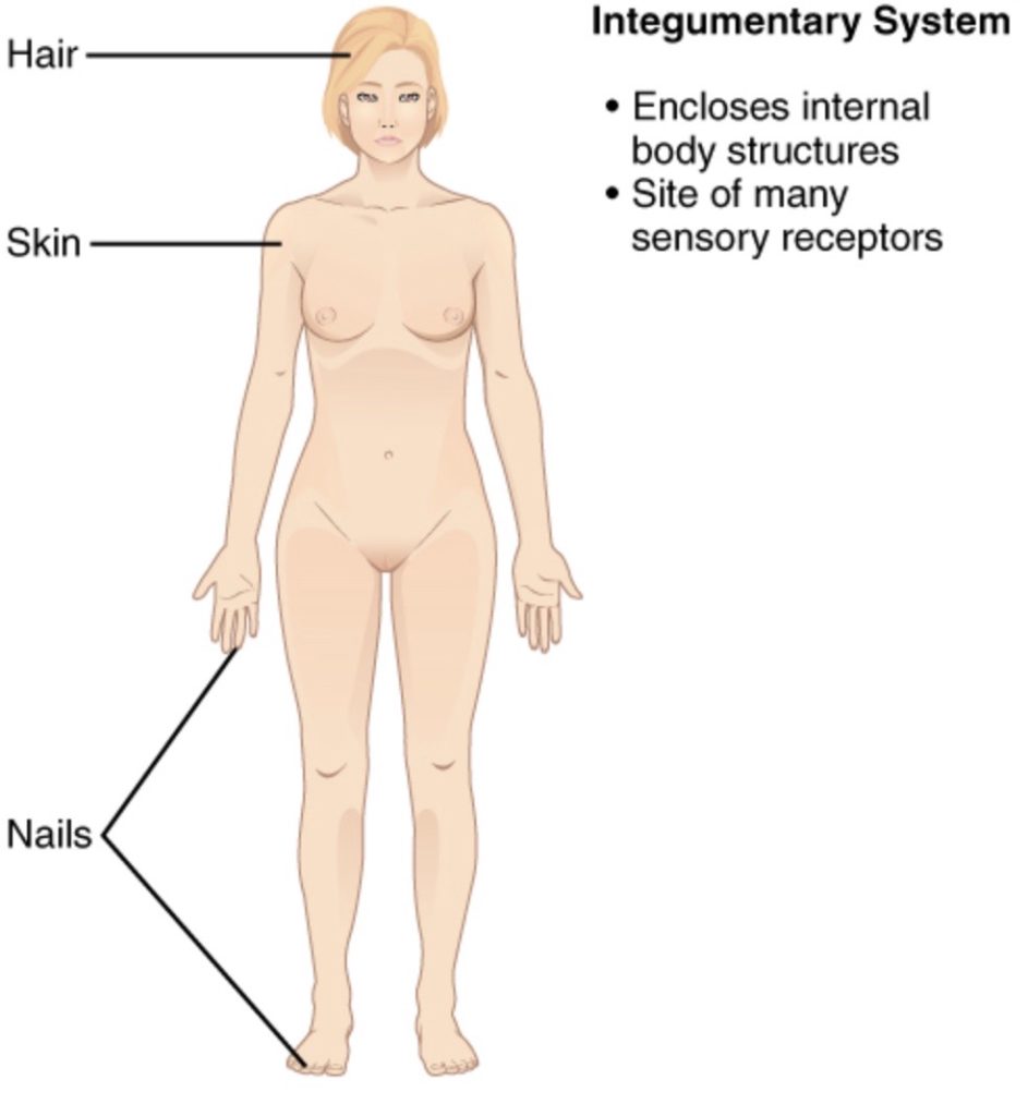 The image illustrates the skin and its associated structures, including hair, nails, and glands. It emphasizes the role of the integumentary system in protecting the body and regulating temperature.