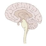 Colored diagram - Sagittal section of brain