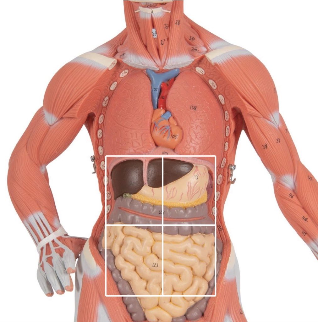 Image of muscle man to label the abdominal divisions