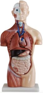 Anatomical model - Torso, anterior view