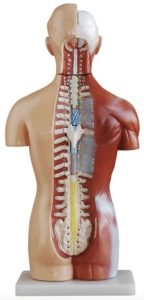 Anatomical Model, Torso – Posterior View