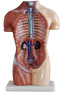 Anatomical Model, Torso – Interior View