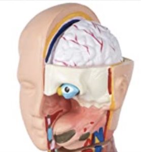 Anatomical model, head showing sagittal/transverse cut out to show one hemisphere of the brain