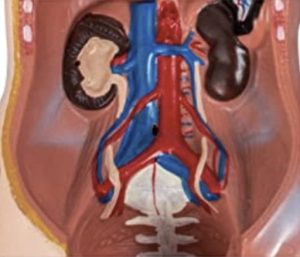 Anatomical Model, Torso – Lower abdomen section, Internal organs.