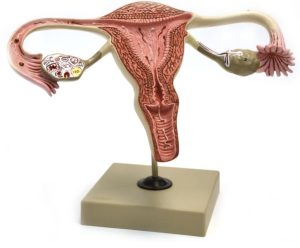 Anatomical Model, Female Reproductive System - coronal section of uterus, uterine tubes and ovaries.