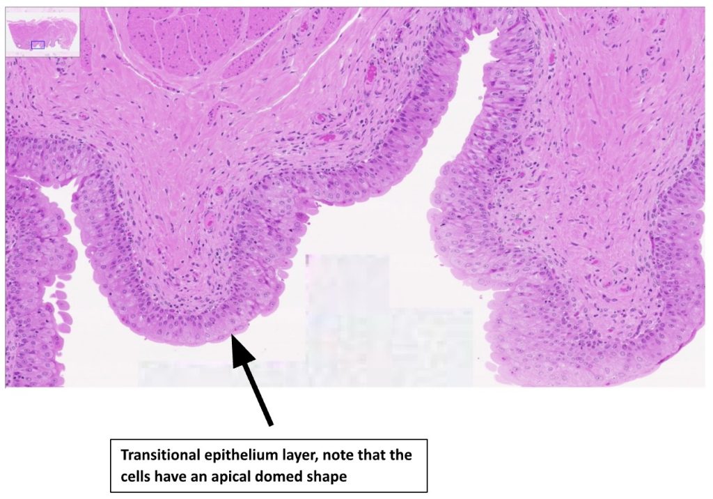 The image shows the multi-layered structure of transitional epithelium, which lines organs such as the bladder, allowing stretching.