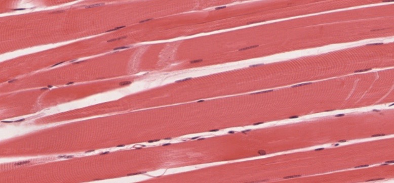 The image shows the organized structure of cardiac muscle fibers, with clear striations and intercalated discs. These features are essential for the synchronized contractions of heart muscle.