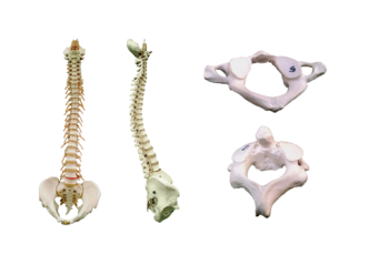 The Skeletal System Anatomy – Human Anatomy and Physiology Laboratory ...