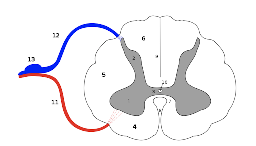 The image shows a cross-section of the spinal cord, highlighting key structures such as the gray matter, white matter, and central canal. The diagram also shows the dorsal and ventral roots where sensory and motor nerves connect to the spinal cord.