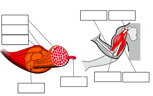 The image defines various terms such as "flexor," "extensor," and "abductor," showing how these terms relate to muscle function and movement. It includes arrows indicating the directions of muscle movement.