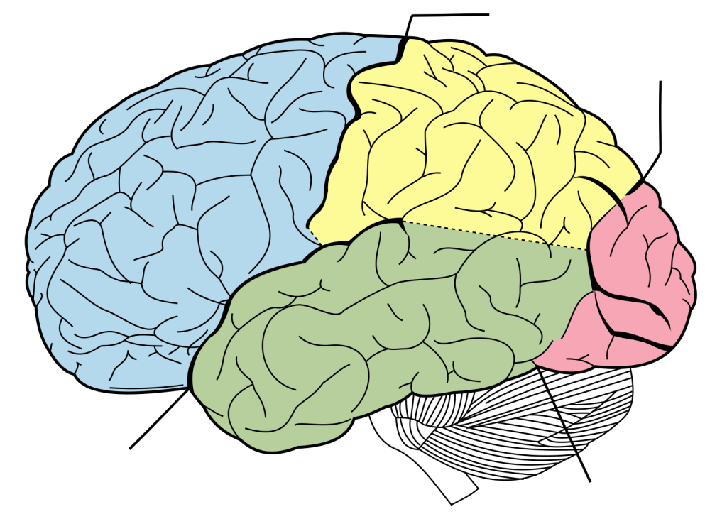 This image highlights key brain regions, including the frontal, parietal, occipital, and temporal lobes, as well as the cerebellum and brainstem. Each region is labeled with its primary function, such as motor control, sensory processing, and visual perception.