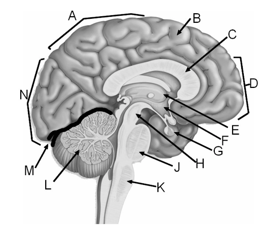 The image labels structures such as the cerebrum, cerebellum, brainstem, and ventricles. It shows how these structures are interconnected and their roles in brain function.