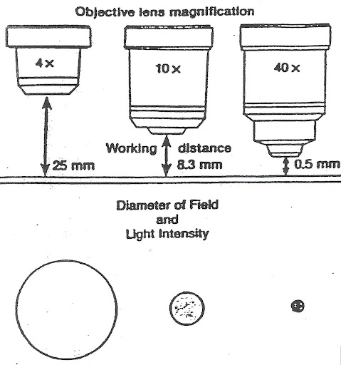 The image explains the relationship between objective lenses and magnification power in microscopes, providing examples of total magnification.