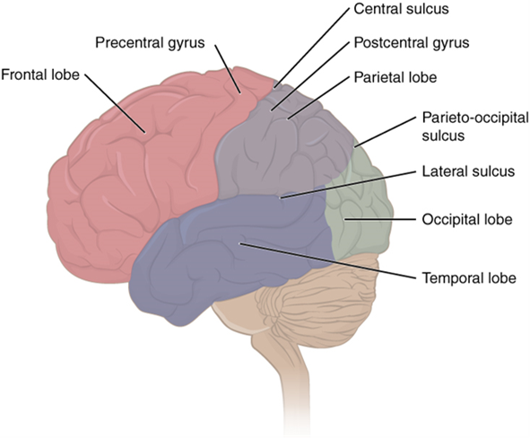 This image labels the four major lobes of the brain: the frontal, parietal, occipital, and temporal lobes. Each lobe is associated with specific functions, such as reasoning, sensory processing, vision, and hearing.