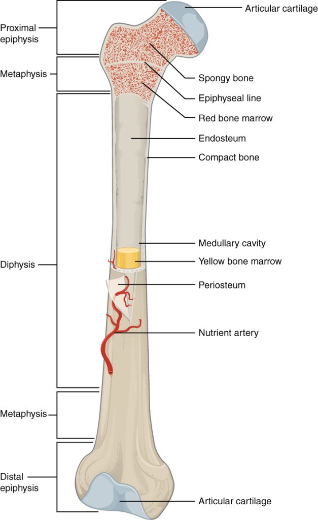 The image shows the structure of a long bone, with labels identifying the epiphysis, diaphysis, and periosteum.