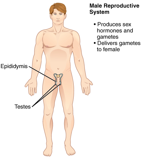 The image highlights the main parts of the male reproductive system, including the penis, testes, epididymis, vas deferens, prostate, and seminal vesicles.Male Reproductive System Produces sex hormones and gametes Delivers gametes to female