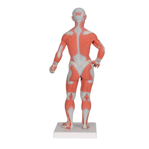 Image of an anatomical model - Mini Muscle Man/Woman (posterior view). This image will be used to label the regions of the human body.