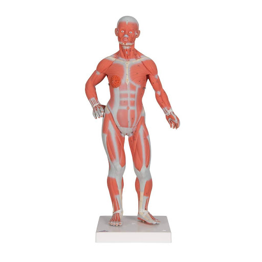 Image of an anatomical model - Mini Muscle Man/Woman (anterior view). This image will be used to label the regions of the human body.