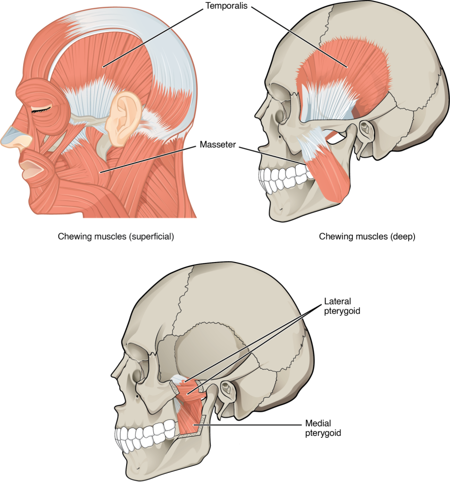 The muscles that move the lower jaw are typically located within the cheek and originate from processes in the skull. This provides the jaw muscles with the large amount of leverage needed for chewing.