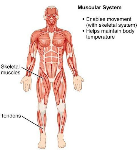 This image depicts the main muscle groups such as the pectoralis major, deltoid, biceps, and quadriceps. It includes both the upper and lower body muscles, with labels identifying their locations.