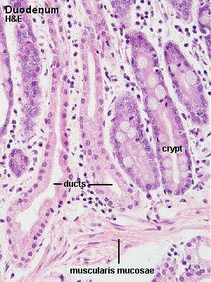 magnified image of the muscularis mucosae including the ducts and crypt.