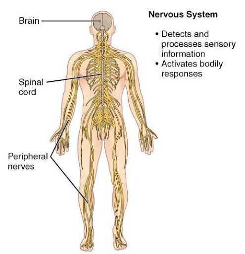 Diagram showing the principal components of the Nervous System; central nervous system and peripheral nervous system.