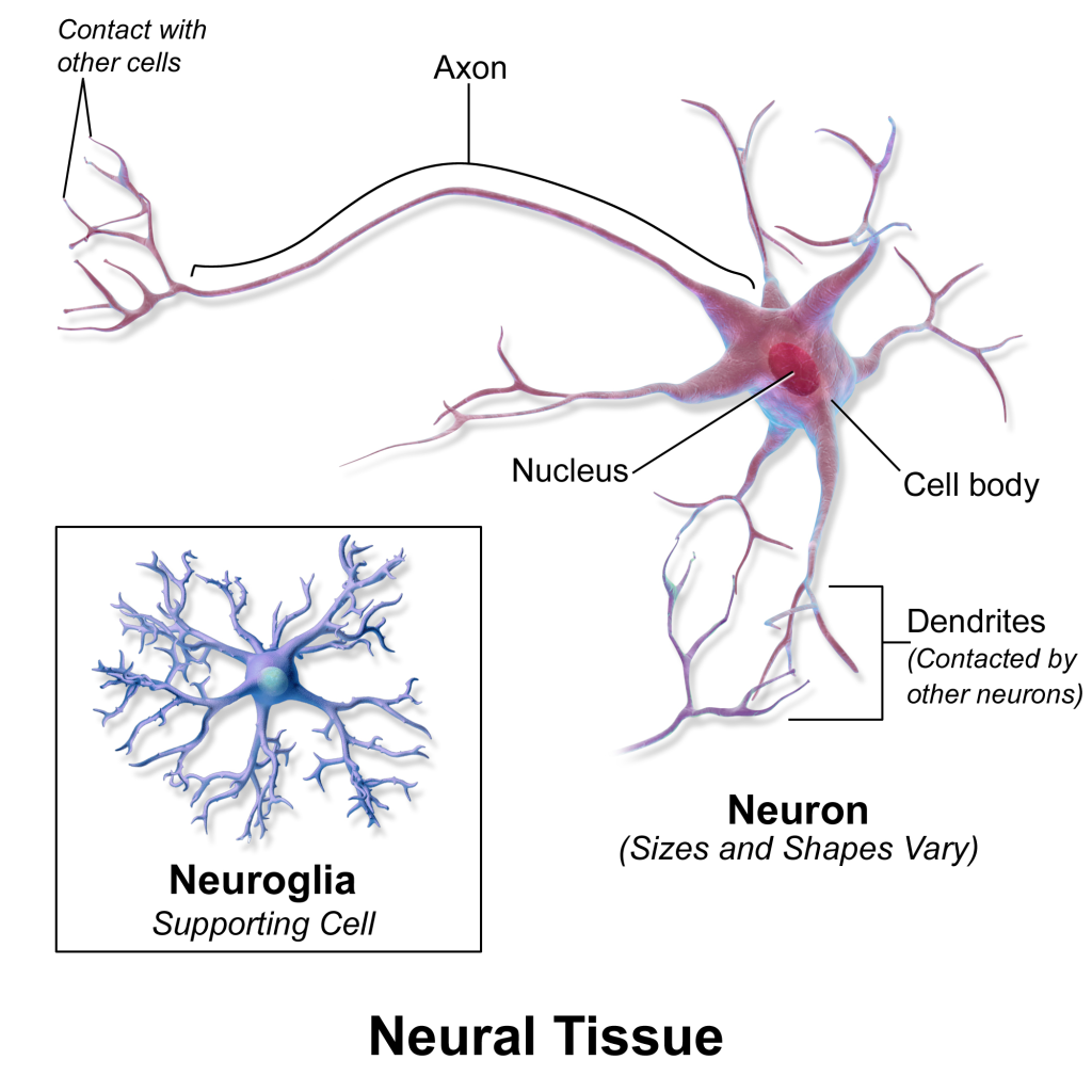 The image features neurons and associated cells, such as glial cells, with labels for different components