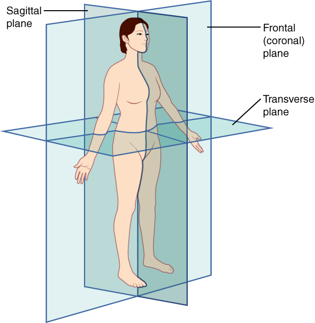 Diagram showing the planes of the body. The three planes most commonly used in anatomical and medical imaging are the sagittal, frontal (or coronal), and transverse plane.