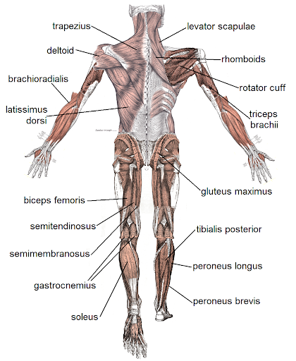 Posterior view of the muscular system showing the selected muscles of the human body