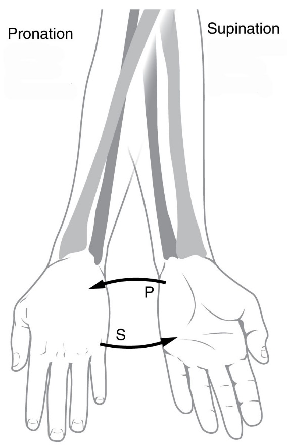 The image illustrates pronation, where the palm faces downward or backward, and supination, where the palm faces upward or forward. Arrows are used to show the direction of each movement.