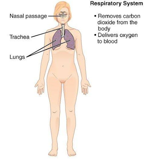 Diagram showing the components of the respiratory system.