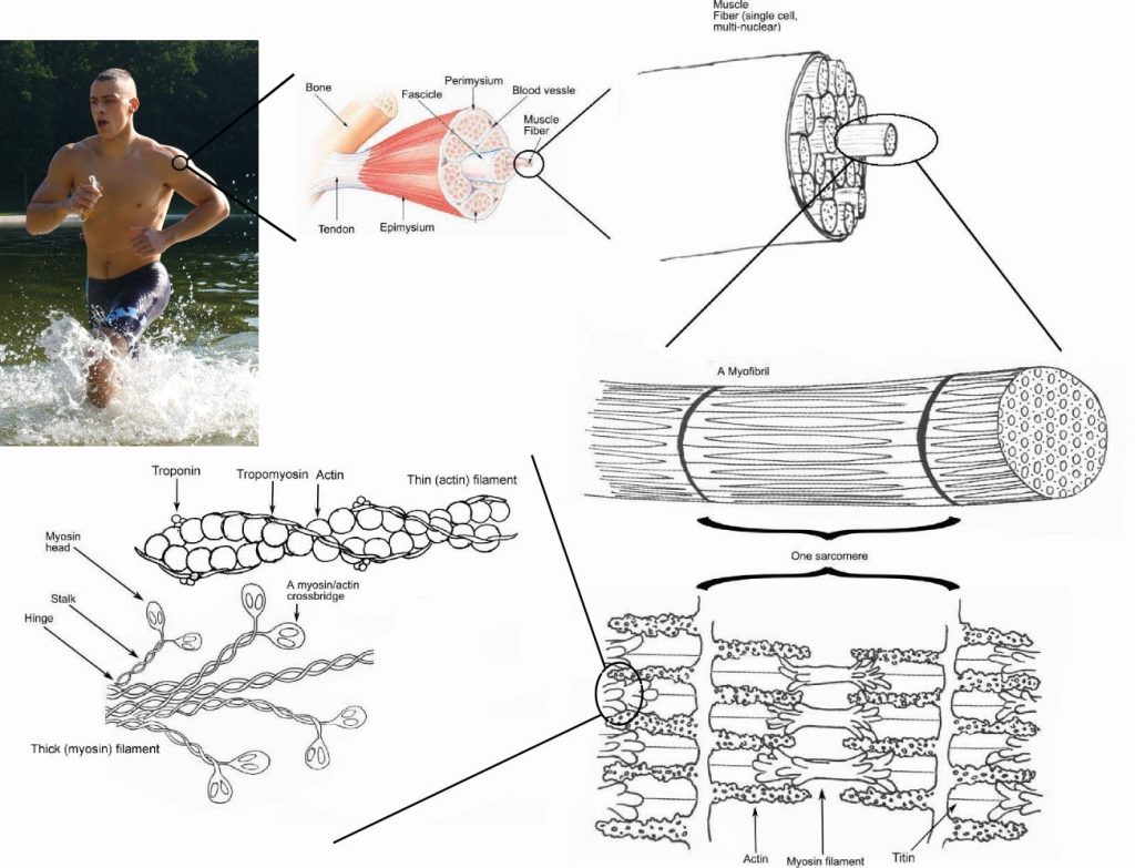 The image shows the long, striated fibers of skeletal muscle, emphasizing the organized bands of actin and myosin that contribute to voluntary movement.