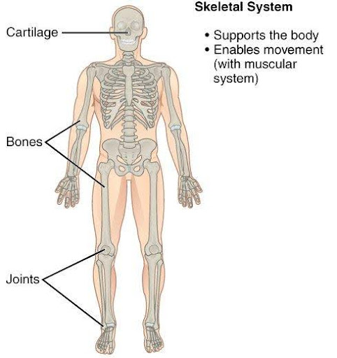 The image highlights the main bones in the human body, including the skull, rib cage, spine, pelvis, and limbs. Specific parts like joints and cartilage are also labeled.