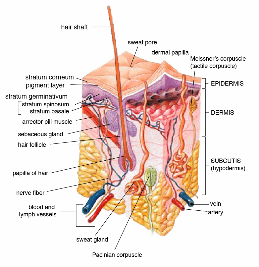 The image shows the layers of the skin, including the epidermis, dermis, and subcutaneous tissue, along with associated structures like sweat glands, hair follicles, and blood vessels.