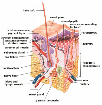 This image shows the layers of the skin, including the epidermis, dermis, and subcutaneous tissue. It also highlights structures like sweat glands, hair follicles, and blood vessels within the skin.