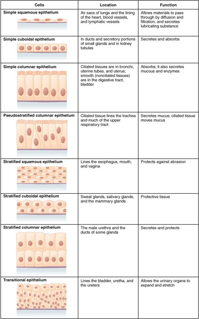 The table provides a comparison of different epithelial types, including their structure, function, and locations in the body.