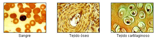 The image highlights the structure of adipose tissue, with visible fat cells arranged in a loose network.