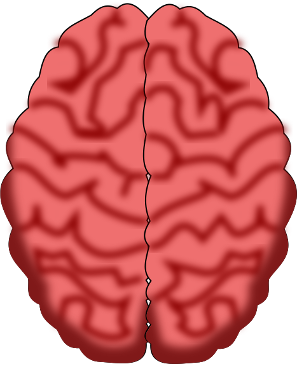 his image depicts the brain without detailed labeling, showing only the main divisions such as the cerebrum, cerebellum, and brainstem. It provides a general overview of the brain's shape and structure.