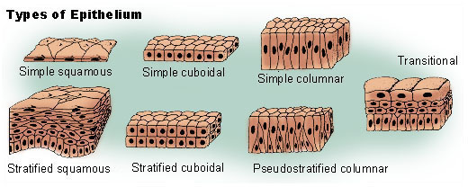 The image illustrates different types of epithelial cells, including simple squamous, cuboidal, columnar, and stratified tissues.