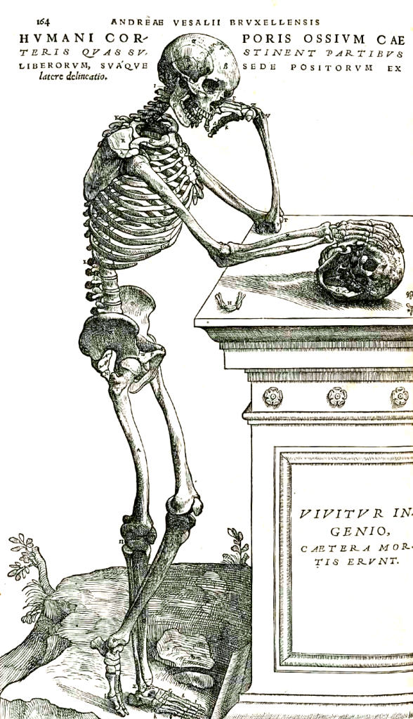 The image shows a skeleton in the pose of a person leaning on a plinth. The right hand of the skeleton is over a skull. There is a hyoid bone on the top of the plinth near a corner