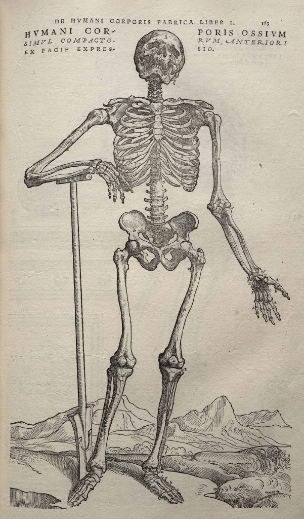 The drawing depicts the entire skeleton in a standing position, emphasizing bone structure and proportion.